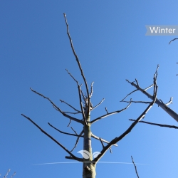 Walnussbaum - Gemeine Walnuss - Edelnuss - Juglans regia | Gardline