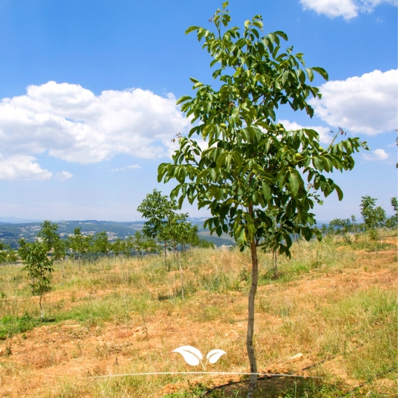 Walnussbaum - Gemeine Walnuss - Edelnuss - Juglans regia | Gardline