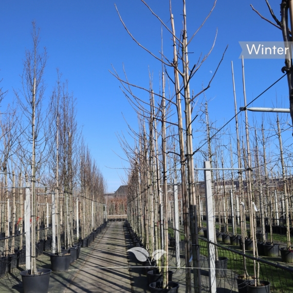 Walnussbaum Broadview - Gemeine Walnuss Broadview - Edelnuss Broadview - Juglans regia Broadview | Gardline