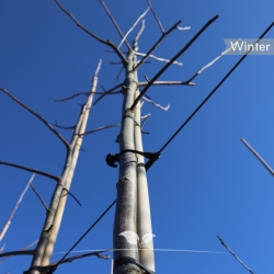 Walnussbaum Broadview - Gemeine Walnuss Broadview - Edelnuss Broadview - Juglans regia Broadview | Gardline
