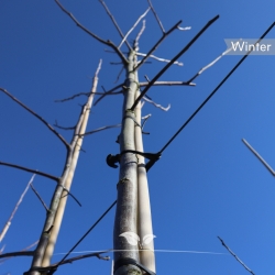 Walnussbaum Buccaneer 250-300 cm | Gardline