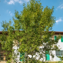 Pflaumenbaum (Prunus...