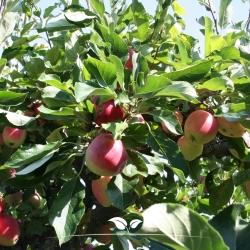 Apfel (Malus domestica...