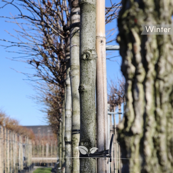 Zwerg-Kugelamberbaum Gum Ball - Liquidambar styraciflua Gum Ball | Gardline Zwerg-Kugelamberbaum Gum Ball - Liquidambar styraciflua Gum Ball | Gardline