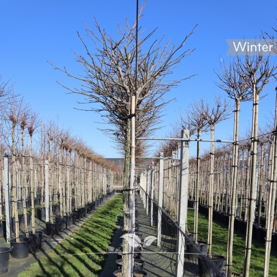 Kugelamberbaum 250-300 cm | Stammumfang 8 cm | Gardline
