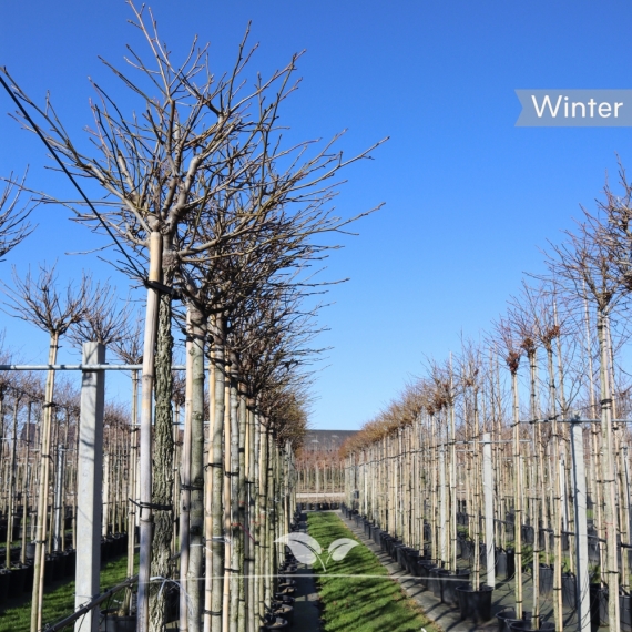 Zwerg-Kugelamberbaum Gum Ball - Liquidambar styraciflua Gum Ball | Gardline