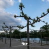 Dachplatane 240 cm | Stammumfang 16 cm | Quadratisch | Gardline Dachplatane 240 cm | Stammumfang 16 cm | Quadratisch | Gardline