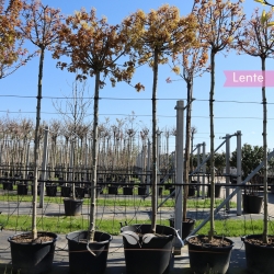 Kugelahorn - Acer platanoides Globosum | Gardline