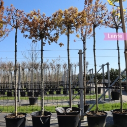 Kugelahorn - Acer platanoides Globosum | Gardline