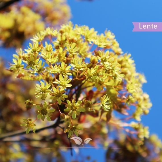 Kugelahorn - Acer platanoides Globosum | Gardline