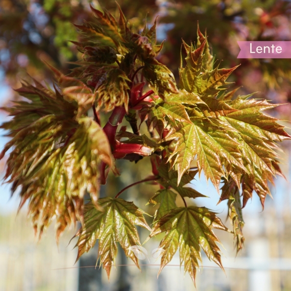 Kugelahorn - Acer platanoides Globosum | Gardline