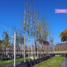 Goldahorn Princeton Gold - Acer platanoides Princeton Gold | Gardline Goldahorn Princeton Gold - Acer platanoides Princeton Gold | Gardline