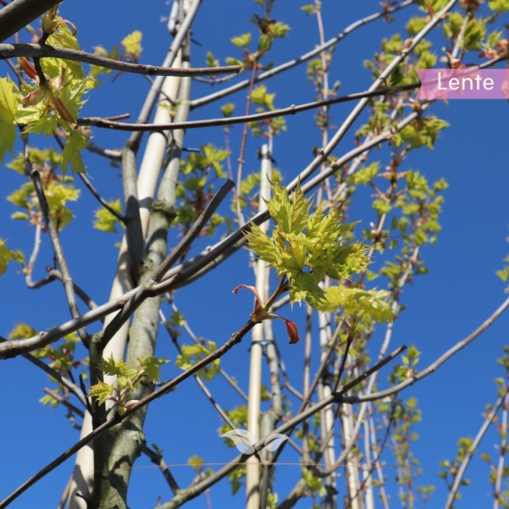 Goldahorn Princeton Gold - Acer platanoides Princeton Gold | Gardline Goldahorn Princeton Gold - Acer platanoides Princeton Gold | Gardline