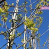 Goldahorn Princeton Gold - Acer platanoides Princeton Gold | Gardline Goldahorn Princeton Gold - Acer platanoides Princeton Gold | Gardline