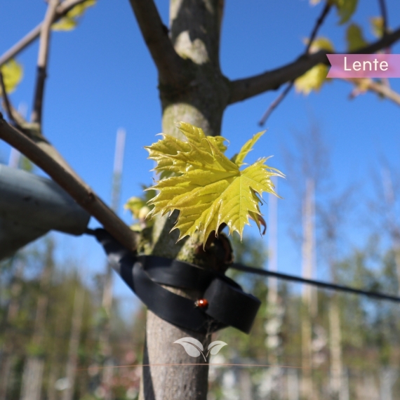 Goldahorn Princeton Gold - Acer platanoides Princeton Gold | Gardline