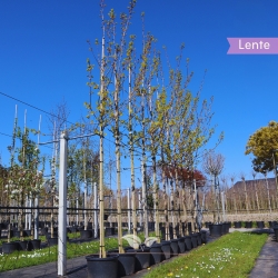 Goldahorn Princeton Gold - Acer platanoides Princeton Gold | Gardline