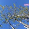 Goldahorn Princeton Gold - Acer platanoides Princeton Gold | Gardline Goldahorn Princeton Gold - Acer platanoides Princeton Gold | Gardline