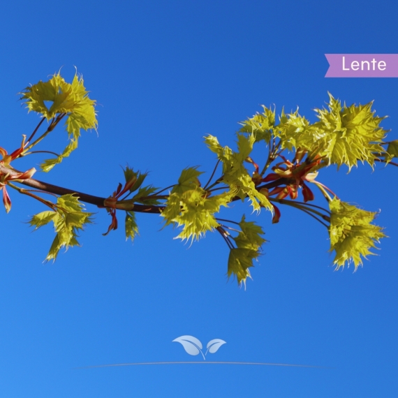 Goldahorn Princeton Gold - Acer platanoides Princeton Gold | Gardline Goldahorn Princeton Gold - Acer platanoides Princeton Gold | Gardline