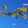 Goldahorn Princeton Gold - Acer platanoides Princeton Gold | Gardline Goldahorn Princeton Gold - Acer platanoides Princeton Gold | Gardline