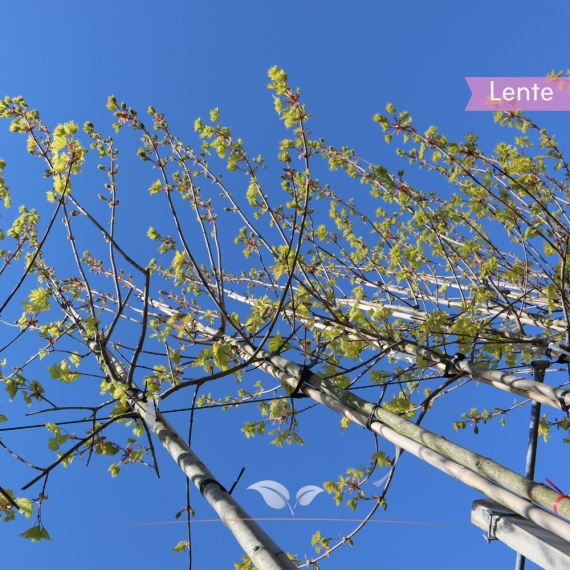 Goldahorn Princeton Gold - Acer platanoides Princeton Gold | Gardline Goldahorn Princeton Gold - Acer platanoides Princeton Gold | Gardline