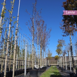 Rotahorn Red Sunset - Acer rubrum Red Sunset | Gardline