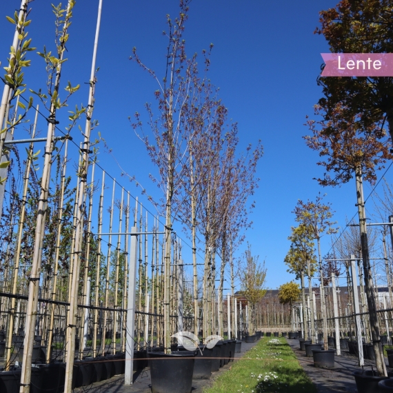 Rotahorn Red Sunset - Acer rubrum Red Sunset | Gardline Rotahorn Red Sunset - Acer rubrum Red Sunset | Gardline