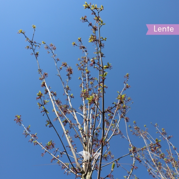 Rotahorn Red Sunset - Acer rubrum Red Sunset | Gardline Rotahorn Red Sunset - Acer rubrum Red Sunset | Gardline