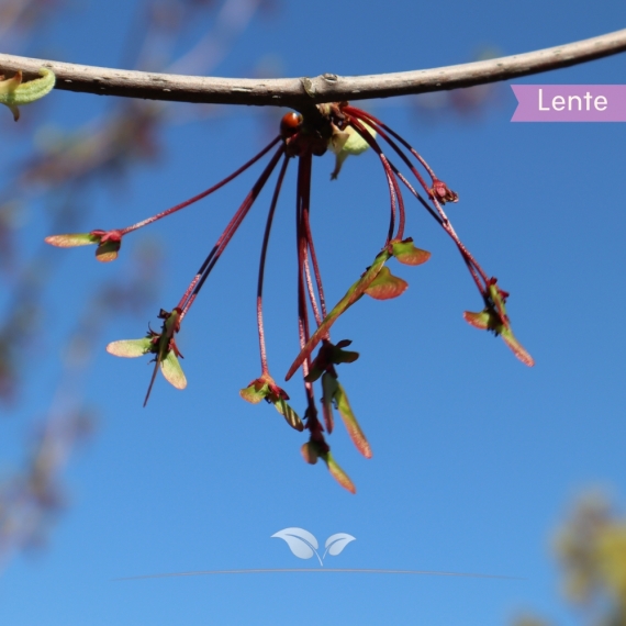 Rotahorn Red Sunset - Acer rubrum Red Sunset | Gardline Rotahorn Red Sunset - Acer rubrum Red Sunset | Gardline