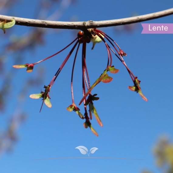 Rotahorn Red Sunset - Acer rubrum Red Sunset | Gardline