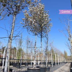 Kupfer-Felsenbirne - Amelanchier lamarckii | Gardline