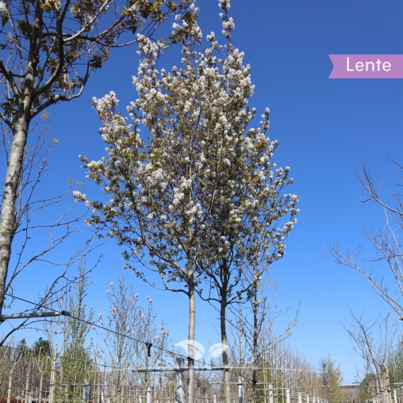 Kupfer-Felsenbirne - Amelanchier lamarckii | Gardline