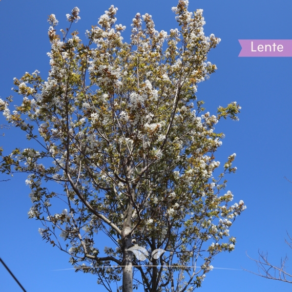 Kupfer-Felsenbirne - Amelanchier lamarckii | Gardline