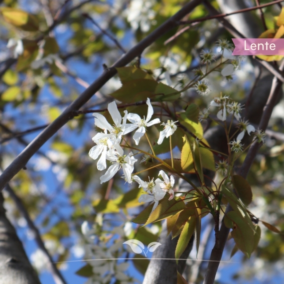 Kupfer-Felsenbirne - Amelanchier lamarckii | Gardline