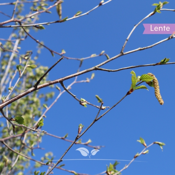 Weißrindige Himalaja-Birke - Betula utilis Doorenbos | Gardline