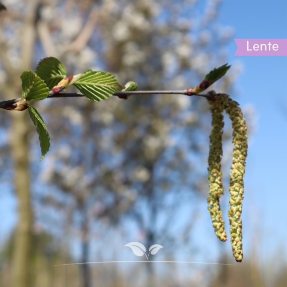 Weißrindige Himalaja-Birke - Betula utilis Doorenbos | Gardline