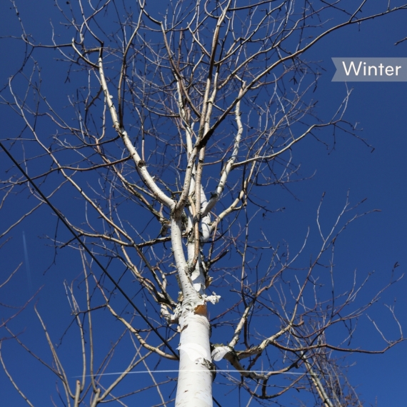 Weißrindige Himalaja-Birke - Betula utilis Doorenbos | Gardline