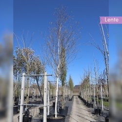 Weißrindige Himalaja-Birke - Betula utilis Doorenbos | Gardline