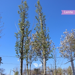 Säulenhainbuche Lucas - Carpinus betulus Lucas | Gardline