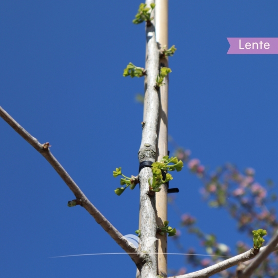 Ginkgobaum - Fächerblattbaum - Ginkgo biloba | Gardline Ginkgobaum - Fächerblattbaum - Ginkgo biloba | Gardline