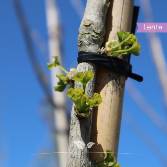 Ginkgobaum - Fächerblattbaum - Ginkgo biloba | Gardline