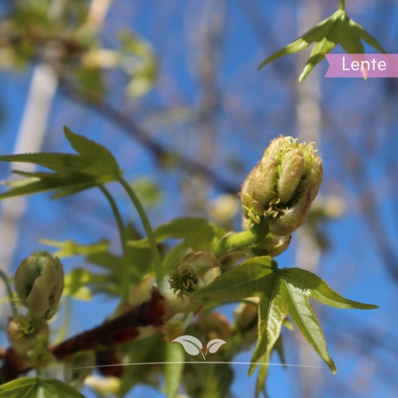 Amberbaum Worplesdon - Liquidambar styraciflua Worplesdon | Gardline