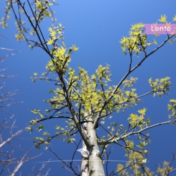Amberbaum Worplesdon - Liquidambar styraciflua Worplesdon | Gardline