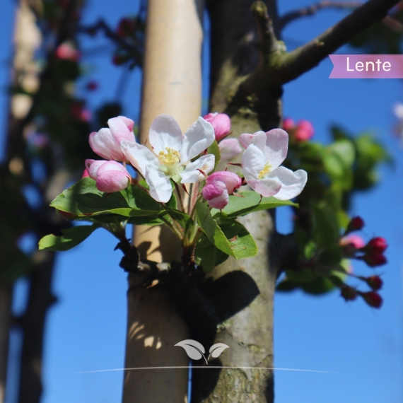 Zierapfel Red Sentinel - Malus Red Sentinel | Gardline