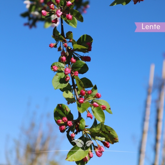 Zierapfel Red Sentinel - Malus Red Sentinel | Gardline