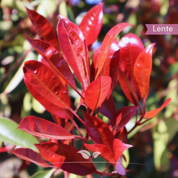 Kugel-Glanzmispel - Kugel-Glanzmispel Red Robin - Photinia fraseri Red Robin Kugel | Gardline