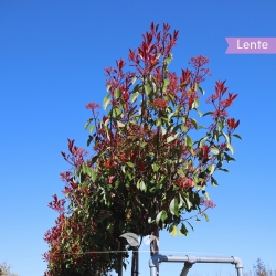 Kugel-Glanzmispel - Kugel-Glanzmispel Red Robin - Photinia fraseri Red Robin Kugel | Gardline