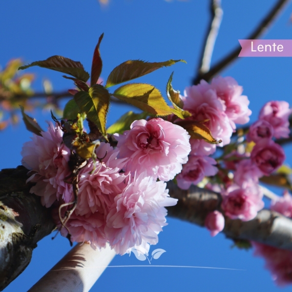 Hängende Nelkenkirsche - Prunus serrulata Kiku-shidare-Zakura | Gardline Hängende Nelkenkirsche - Prunus serrulata Kiku-shidare-Zakura | Gardline