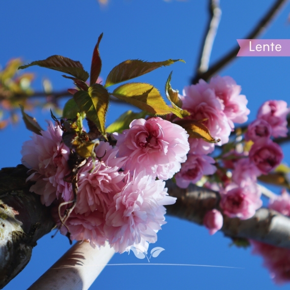 Hängende Nelkenkirsche - Prunus serrulata Kiku-shidare-Zakura | Gardline