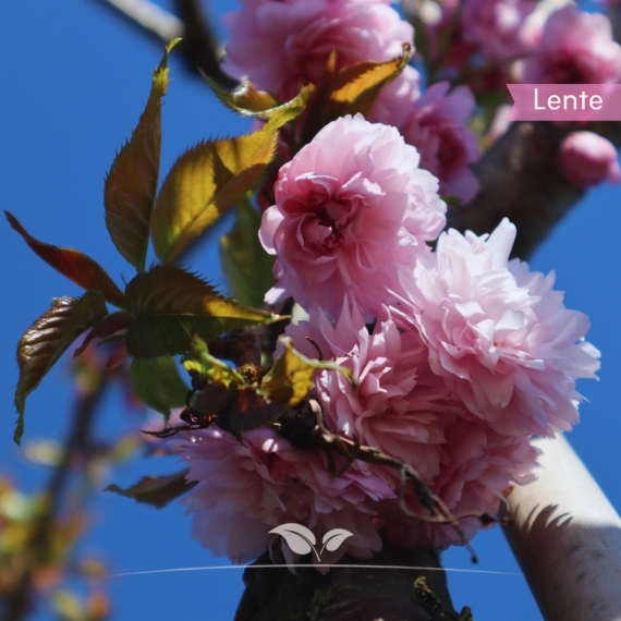 Hängende Nelkenkirsche - Prunus serrulata Kiku-shidare-Zakura | Gardline