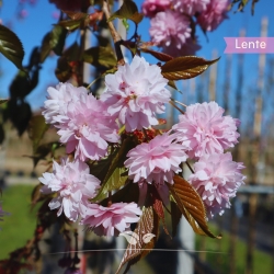 Hängende Nelkenkirsche Kiku-shidare-Zakura 250-300 cm Stammumfang 8 cm | Gardline